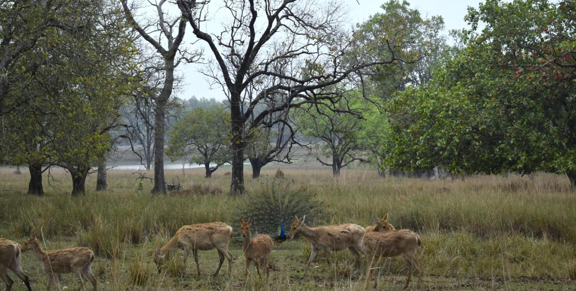 Athulyam Kanha, Kanha National Park, Mukki Gate Khāpa Exterior foto